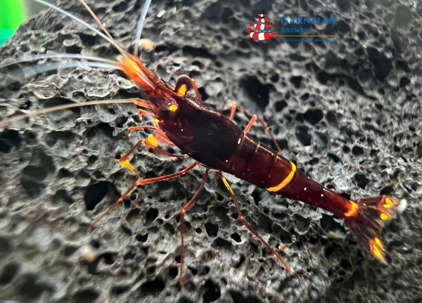 Set 20 x Yellow Stripe - Caridina spinata Garnelen
